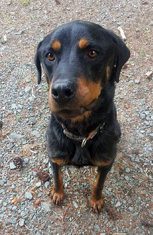 Roo